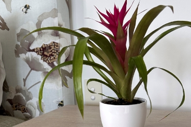 9cm Bromeliad Variety Thumbnail.jpg